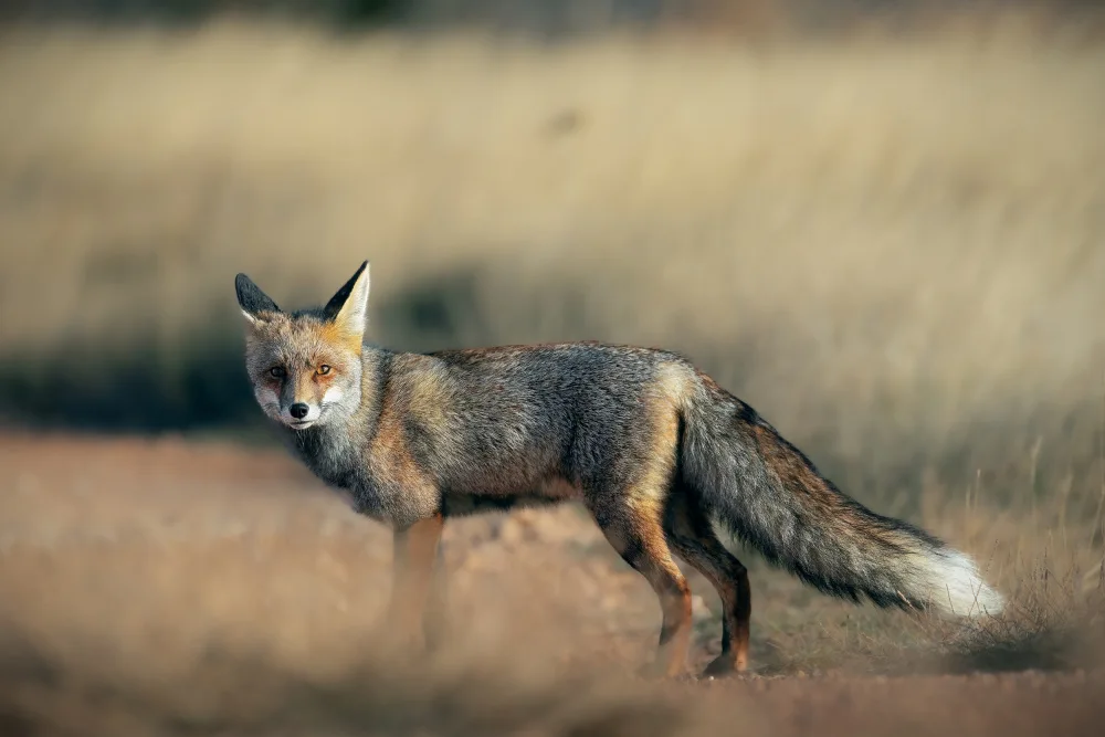 Goran, Tony: Foxy!