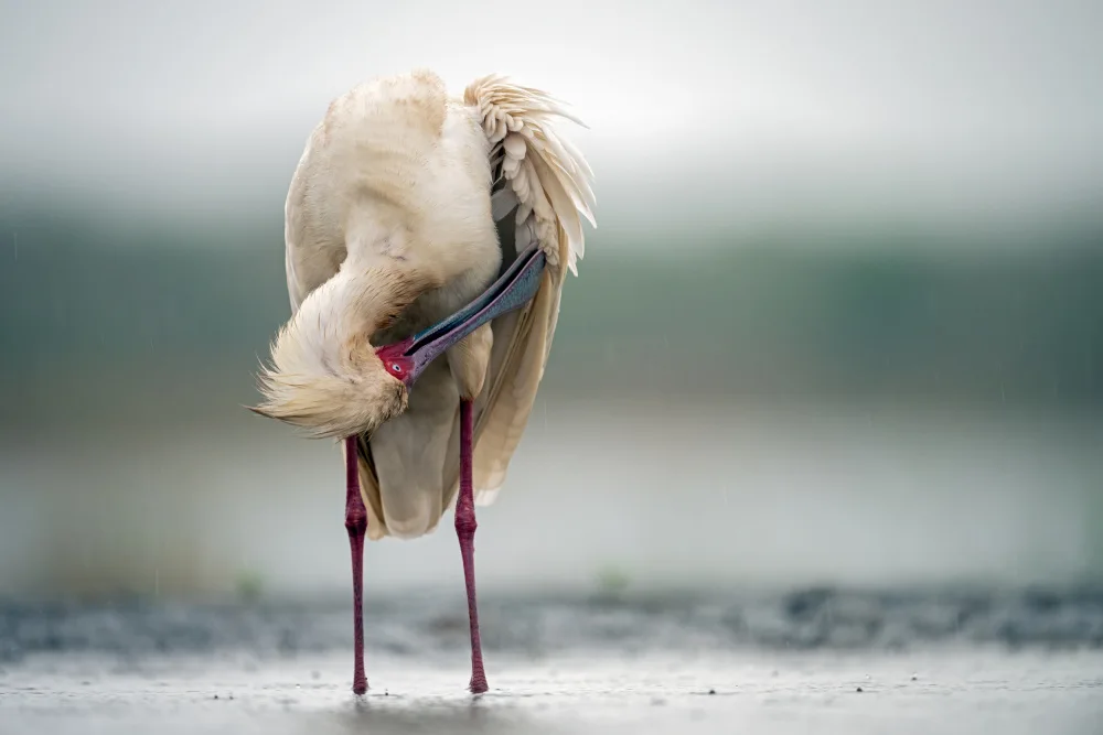 Felici, Massimo: Cleaning