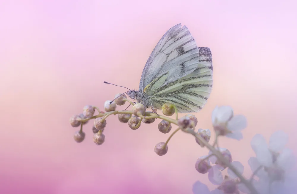 Daminelli, Fabrizio: Green-veined White