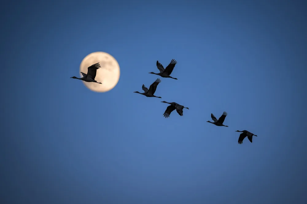 Li, Wanghan: Full Moon Night - Sandhill Cranes - Bosque del Apache NM