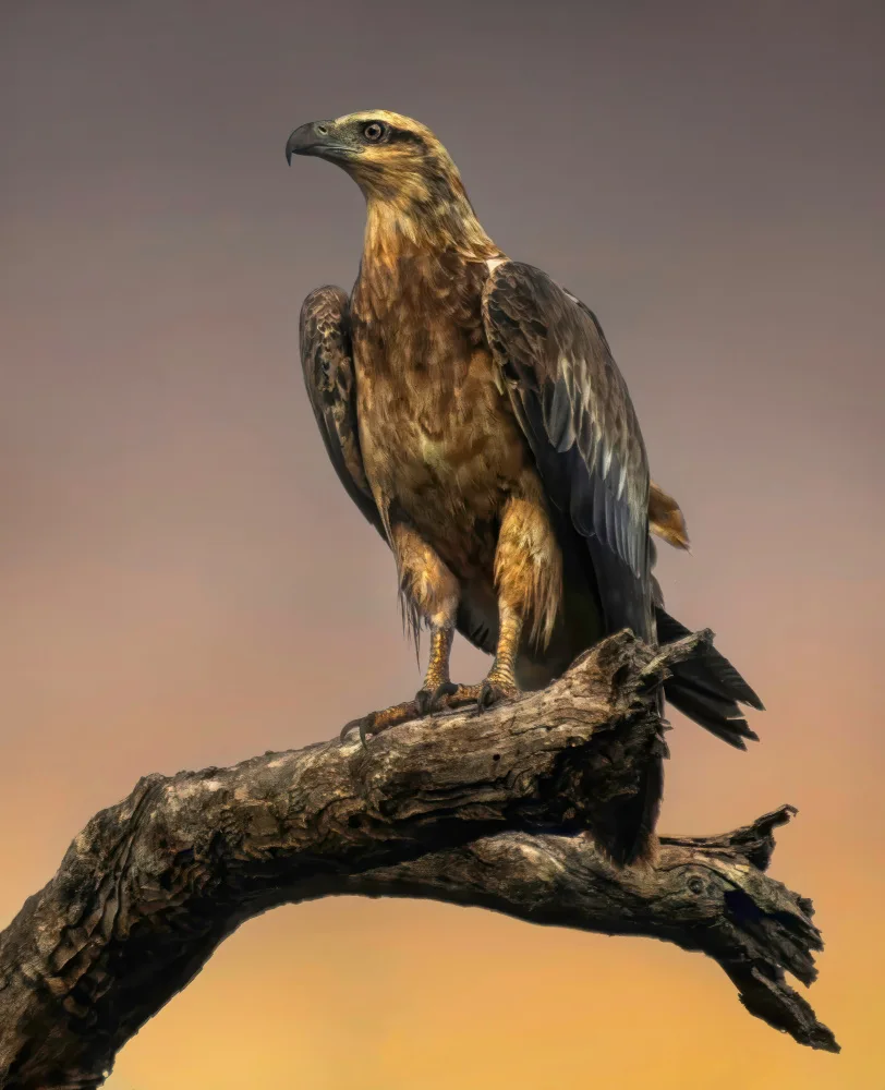 Papamanolis, Emanuel: White-bellied Sea Eagle