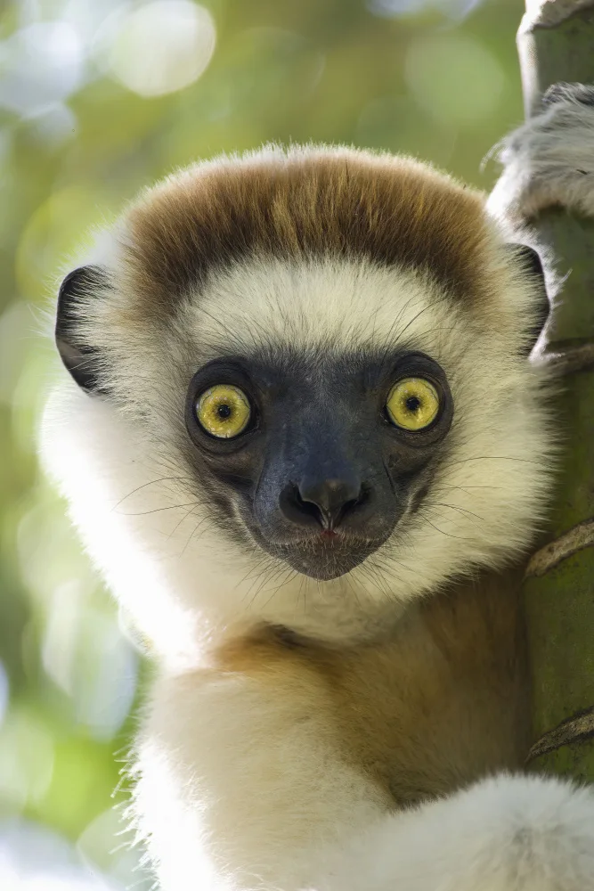 cruz, Manuel José: Weißer Lemur