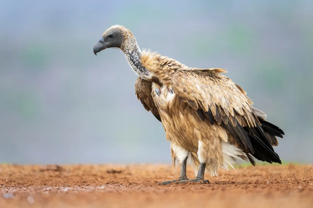 Felici, Massimo: White-backed vulture