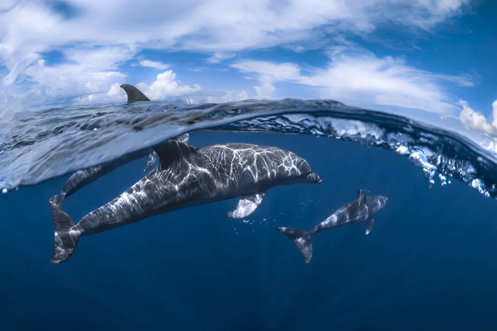 Gabriel, Barathieu: Dolphin Split Level