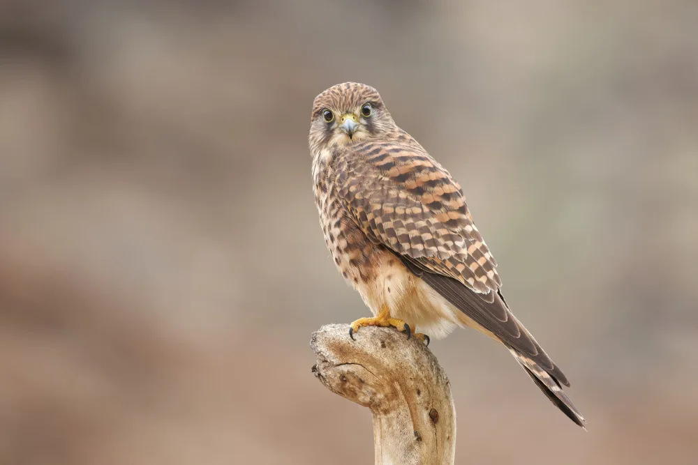 Juanjo: Female kestrel