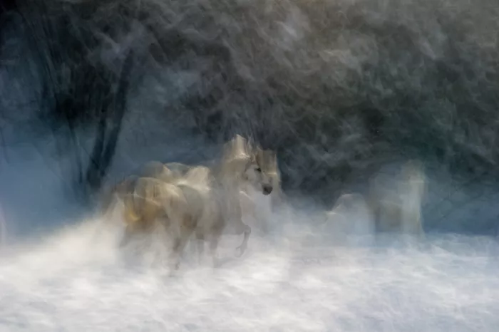 Malovrh, Milan: Winter joy 2