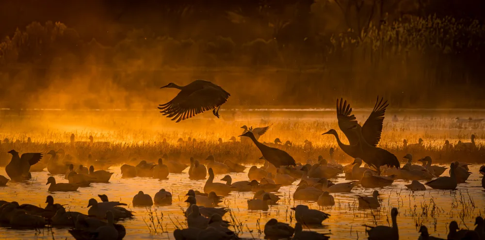Li, Wanghan: Beautiful Morning - Bosque del Apache National Wildlife Refuge, NM