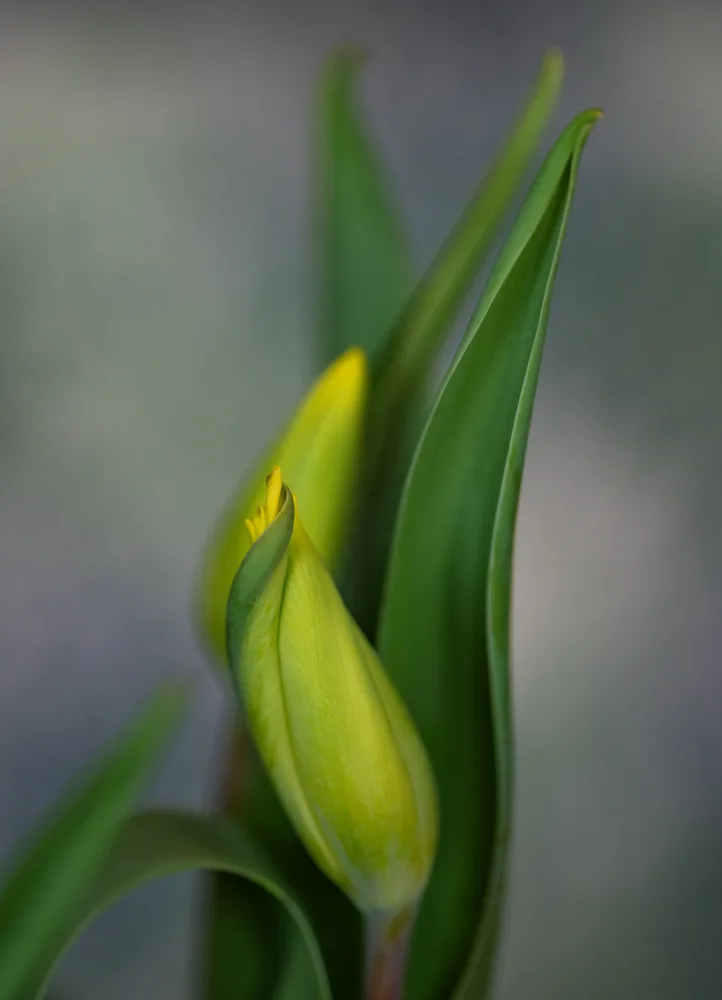 Velzen, van Monique: Dance of the Tulips