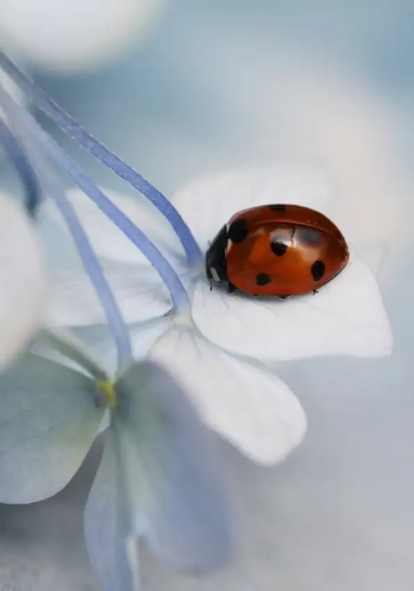 Deelen, van Ellen: Ladybug