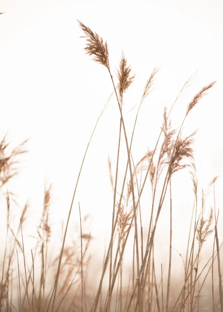 Collins, Lynn Crystal: Marsh Grass No.6