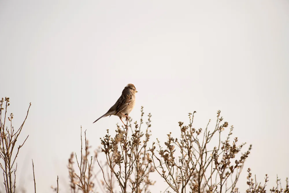 Collins, Lynn Crystal: white crowned sparrow