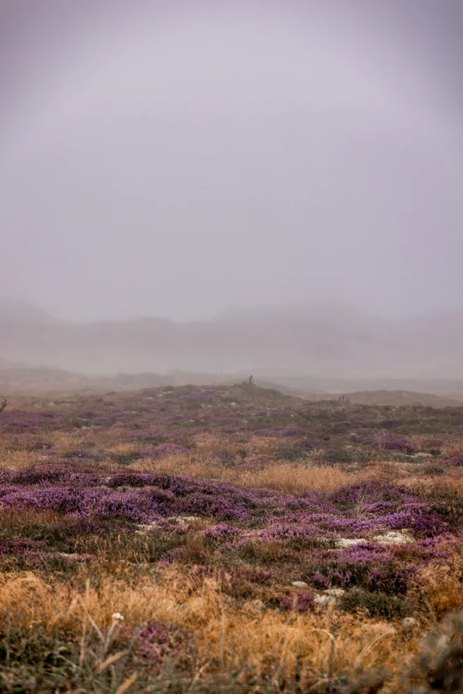 Böhmer, Mareike: Dunes 1