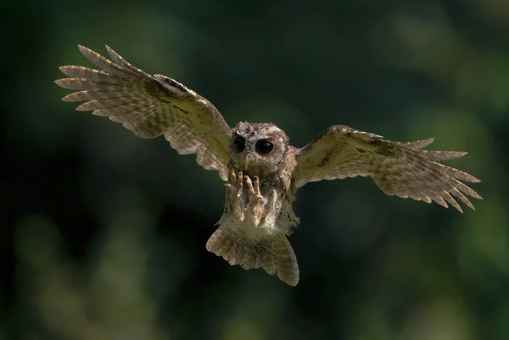 Lam, Gavin: Collared scops owl
