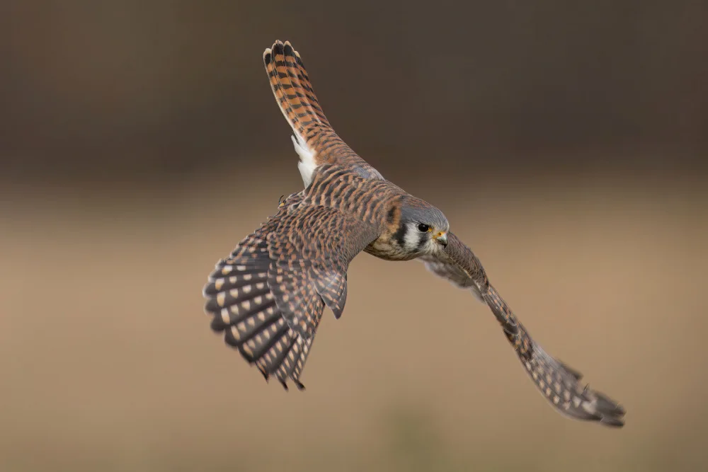 Lam, Gavin: American Kestrel