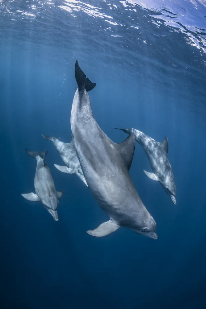 Gabriel, Barathieu: The lagoon patrollers