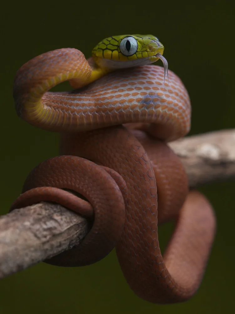 Tan, Dao Phat: Boiga cyanea bebé