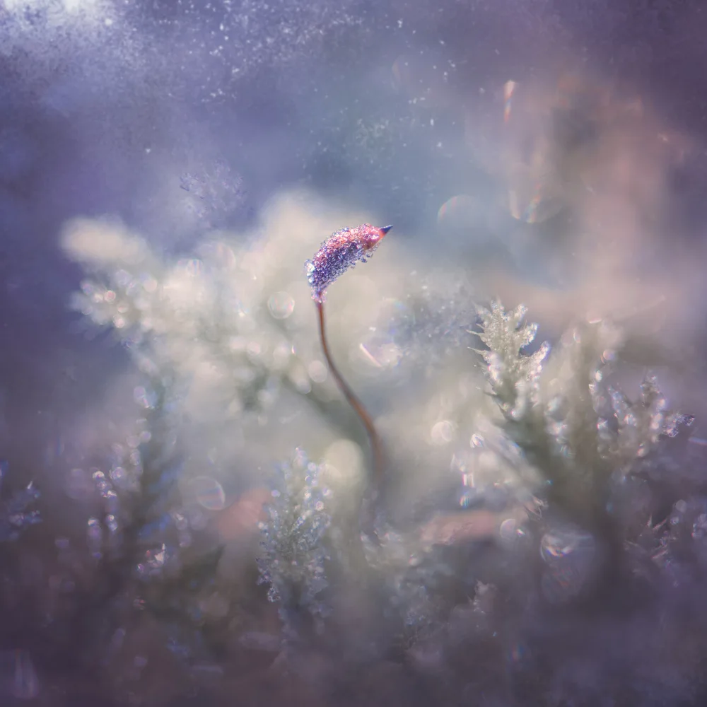 Zvinakeviciute, Kristina: Frost