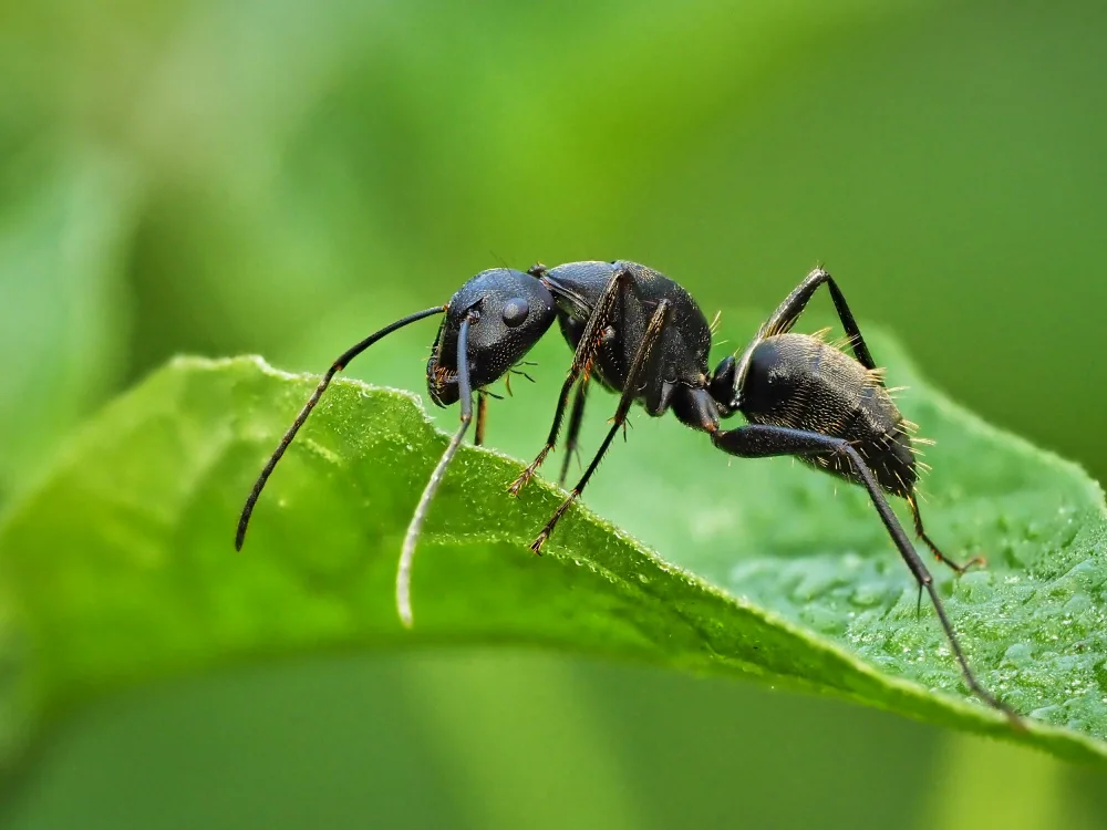 Hirai, Takiko: ant