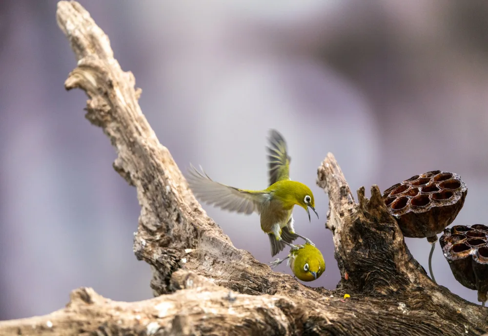 KIM, CHEOL MIN: Bird