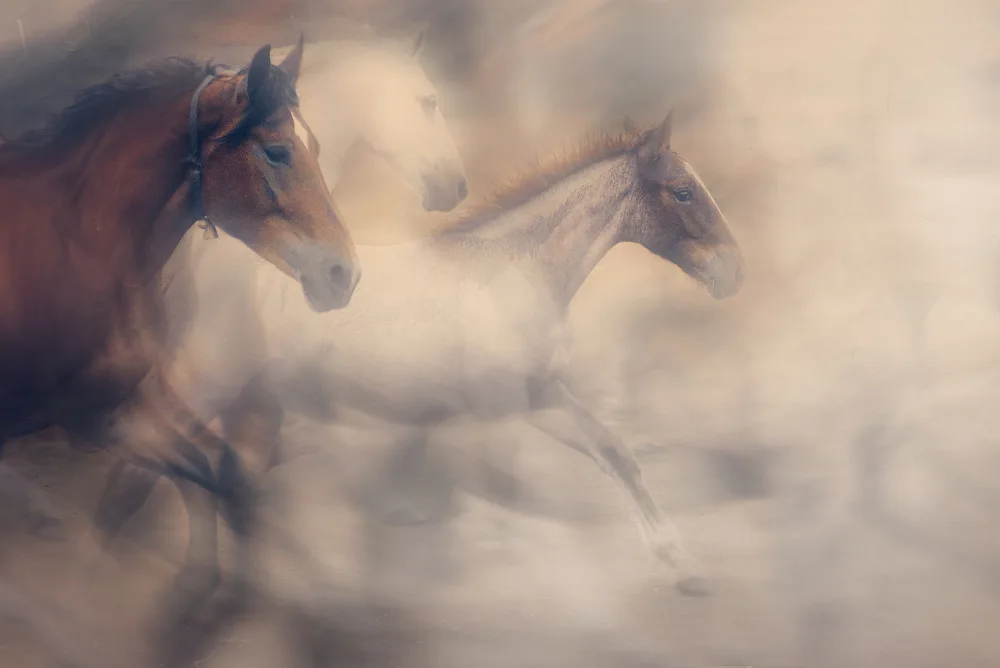 Rusu, Lia Adela: Freedom