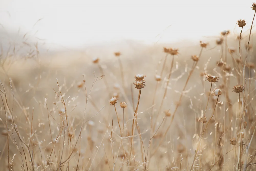 Collins, Lynn Crystal: winter thistle no.2