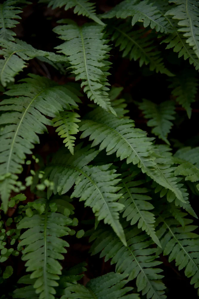 Collins, Lynn Crystal: wild fern