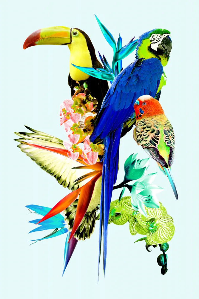 Bardot, Gemma: Aves del paraíso II