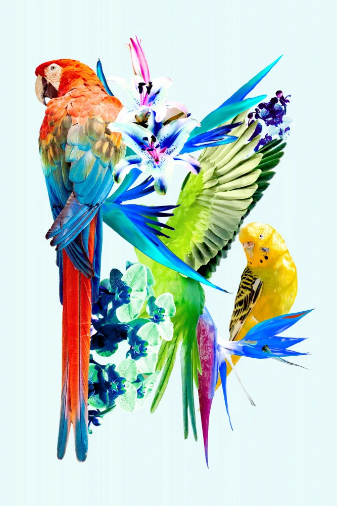 Bardot, Gemma: Birds of Paradise I