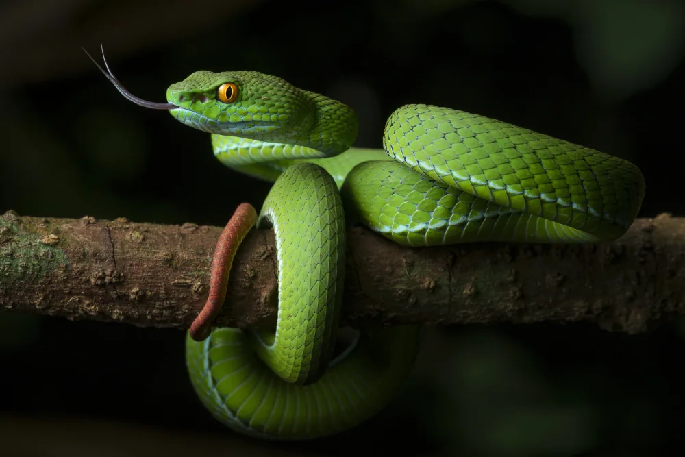 Tan, Dao Phat: serpiente víbora