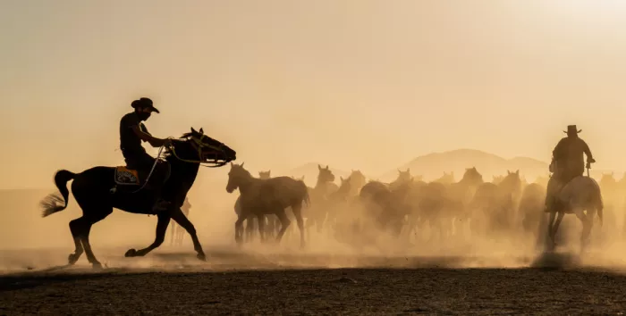 Spector, Corinne: Wild horses in eastern Turkey