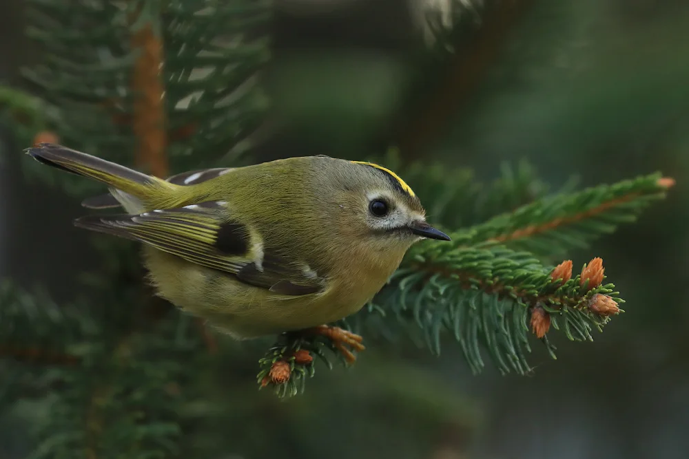Ascic, Simun: Goldcrest