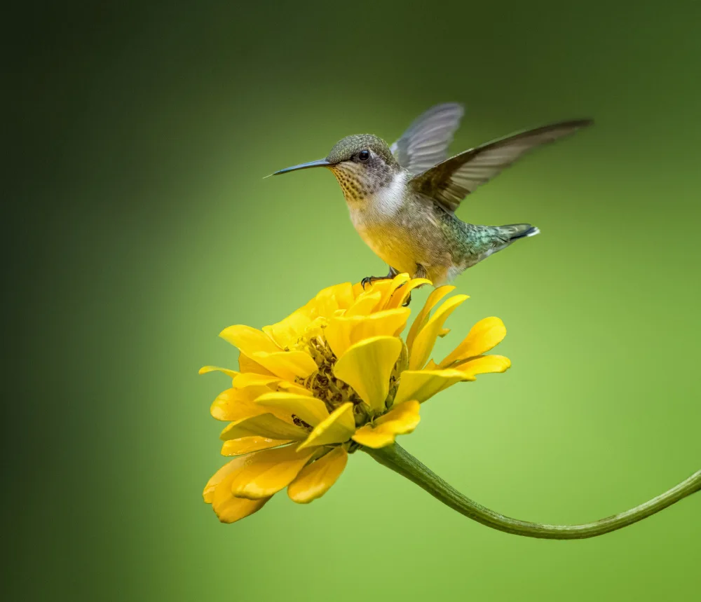 Zhang, Hannah: Standing on the flower