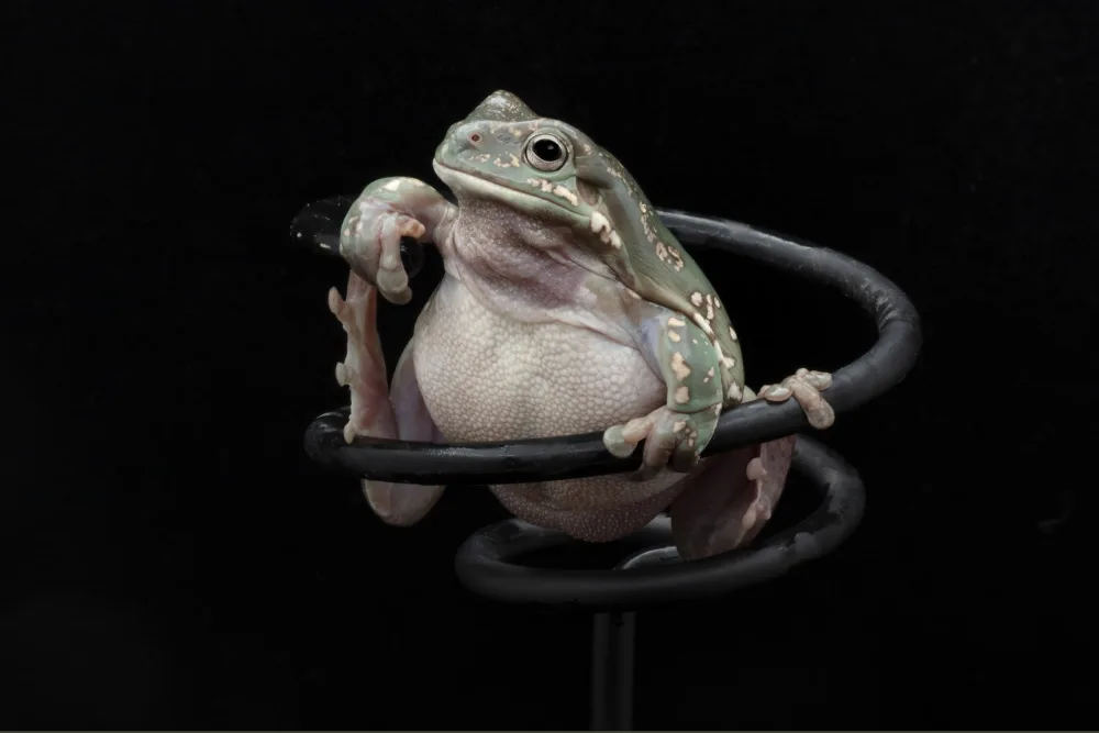 Lester, D Linda: Handsome Frog