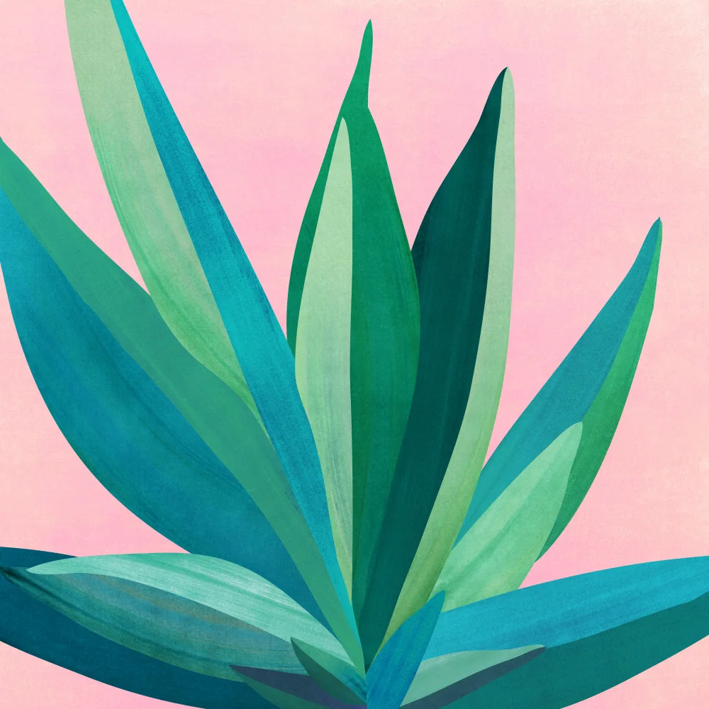 Gallagher, Kristian: Agave colorata 4