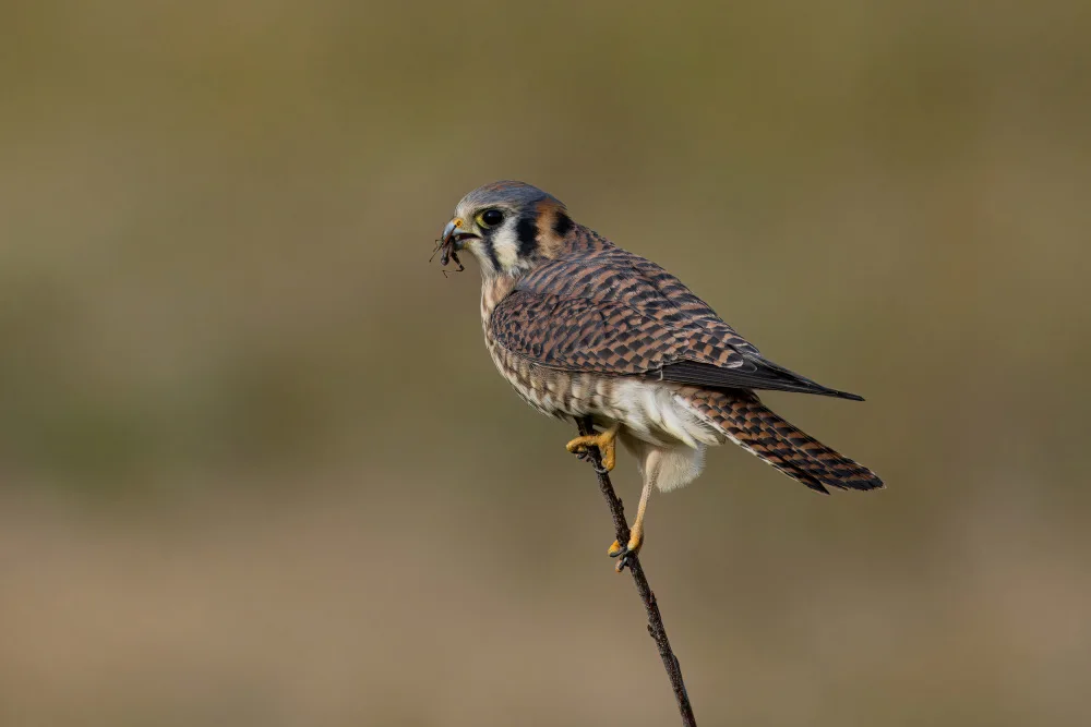 Lam, Gavin: American Kestrel