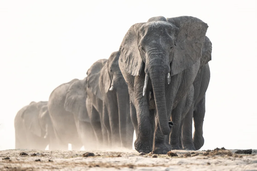 Steenkamp, Etienne: March of the giants