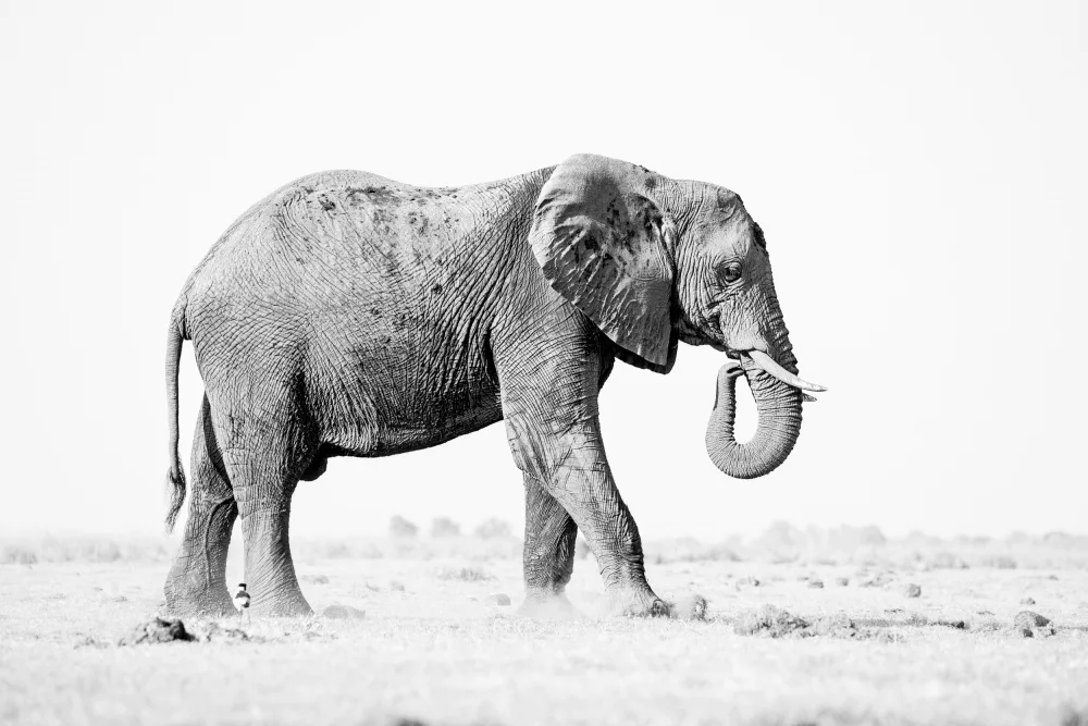 Steenkamp, Etienne: Elefante in chiave alta