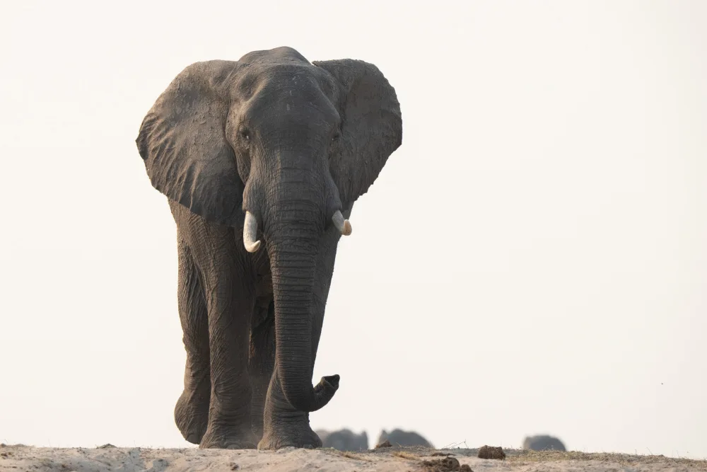 Steenkamp, Etienne: Lone Giant