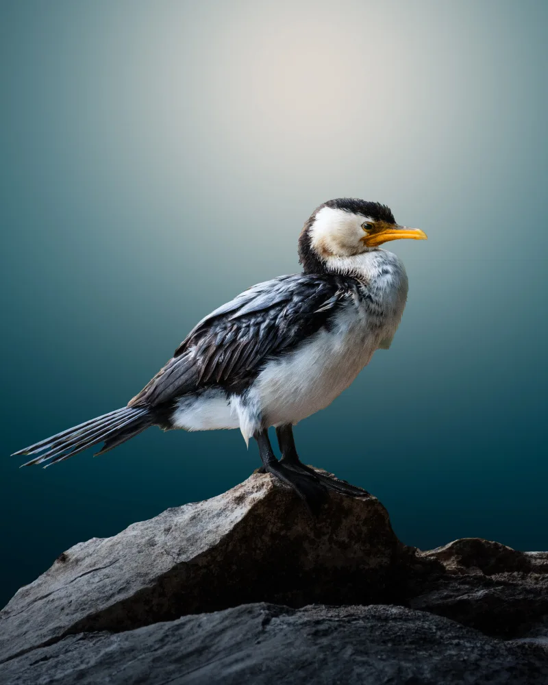 TaranSohal: Cormorant