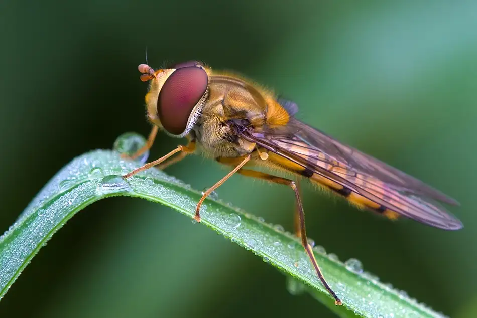Dam, Thomas: Marmalade fly