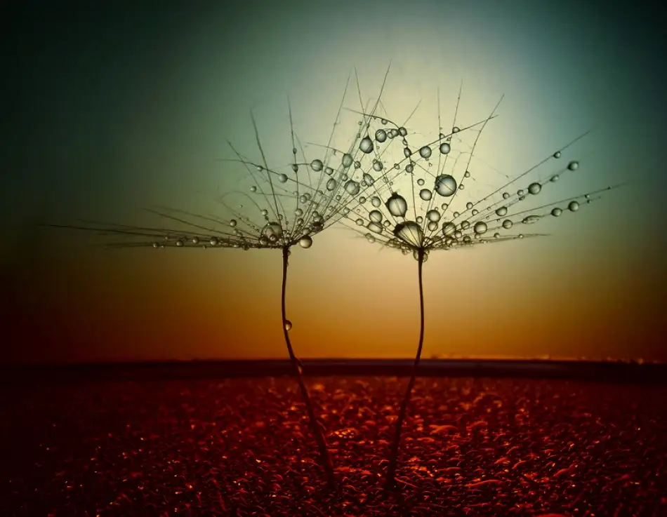 Dim, - Dimitar: Fire and water