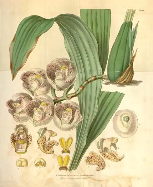 Bartholomew, Valentine: Peristeria pendula