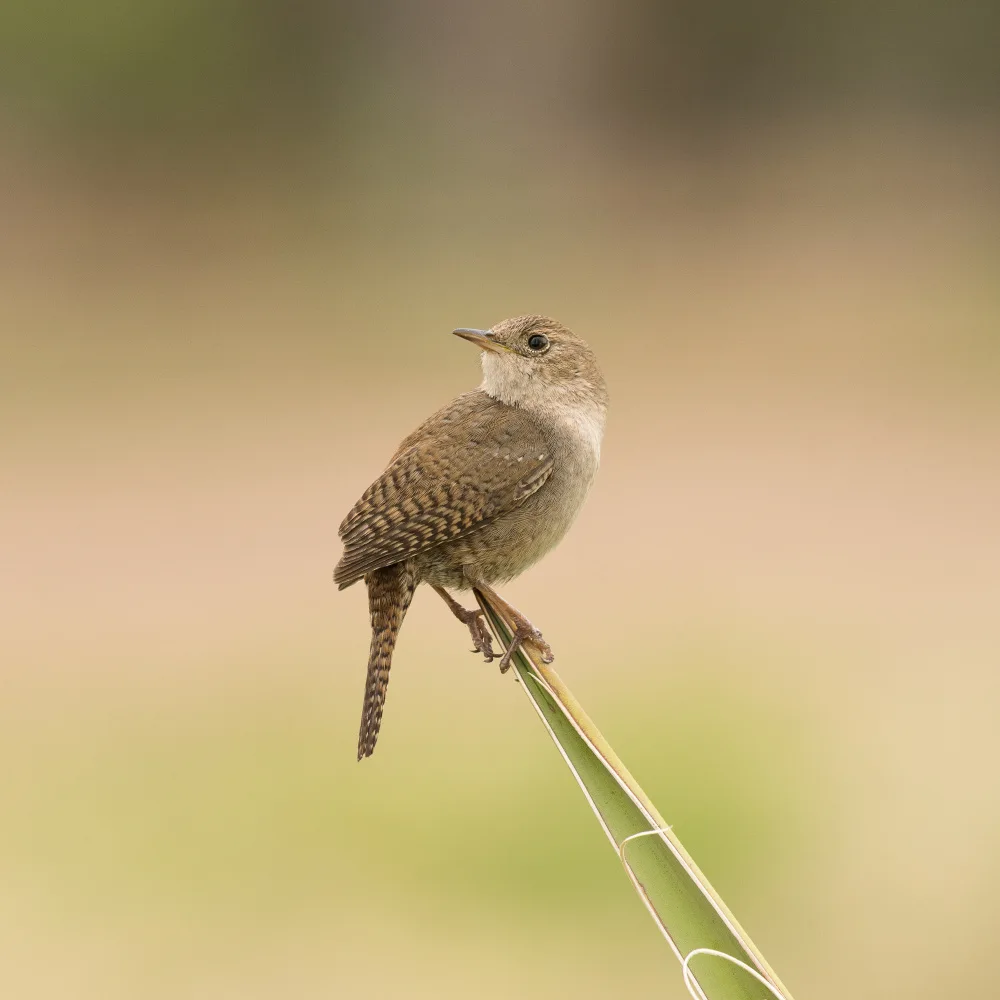 Cui, yang Xiang: Vogel
