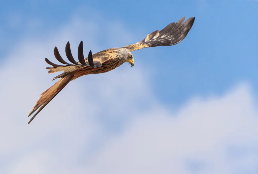 Gil, Ignacio José: Red Kite