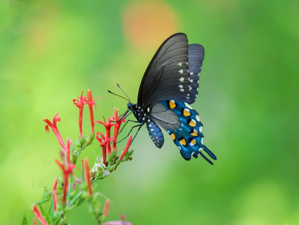 He, Mike: Schwalbenschwanz-Schmetterling