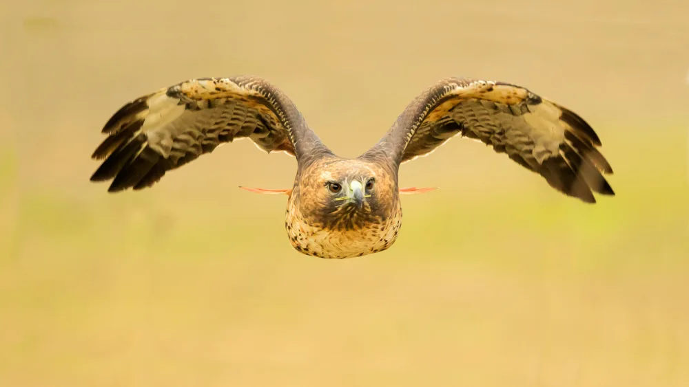 Wang, Moses: Red-tailed Hawk