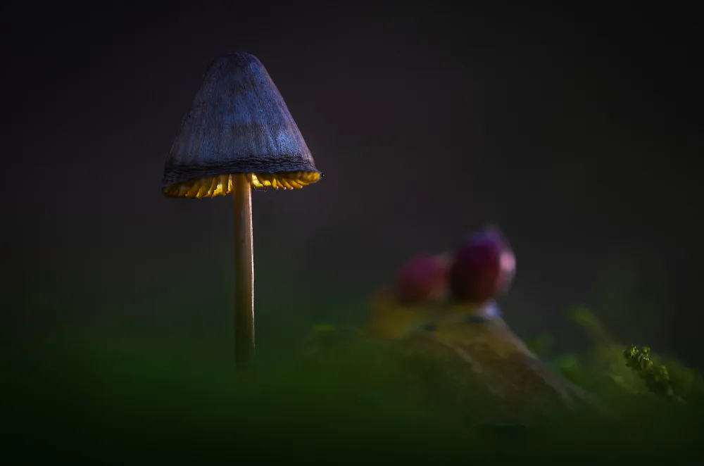Barboni, Sergio: The Elf lamp
