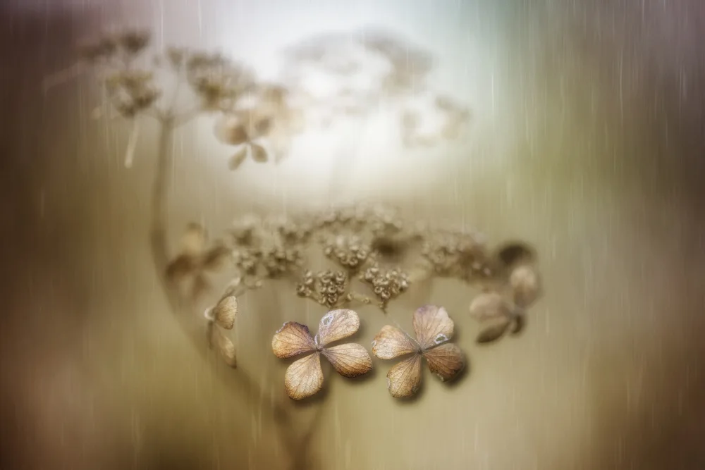 Suzuki, Takashi: Withered hydrangea