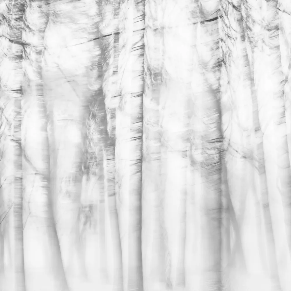 Imaginative: Foresta poetica
