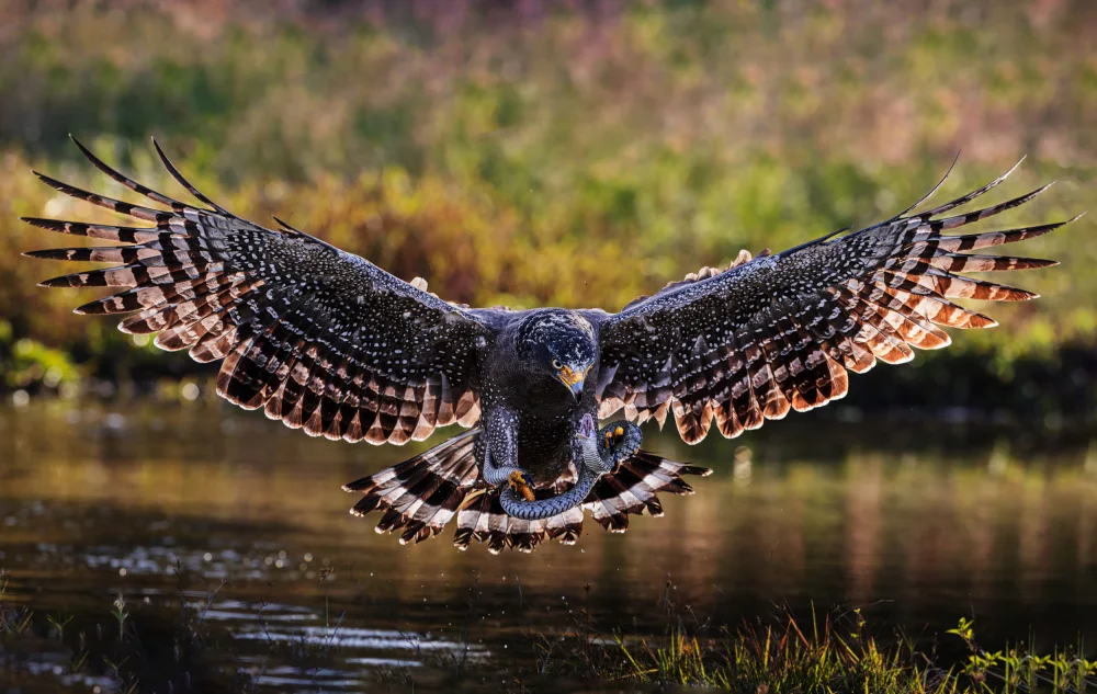 (吉星高照), Taksing: Crested Serpent Eagle
